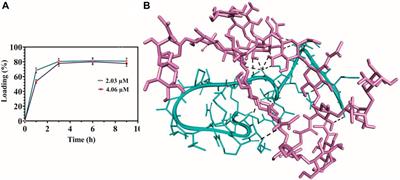 Rapid eradication of vancomycin and methicillin-resistant Staphylococcus aureus by MDP1 antimicrobial peptide coated on photocrosslinkable chitosan hydrogel: in vitro antibacterial and in silico molecular docking studies